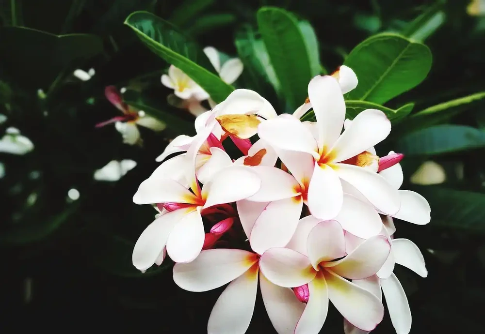 養瑞香花,做好「3件事」,枝繁葉茂開花滿盆!