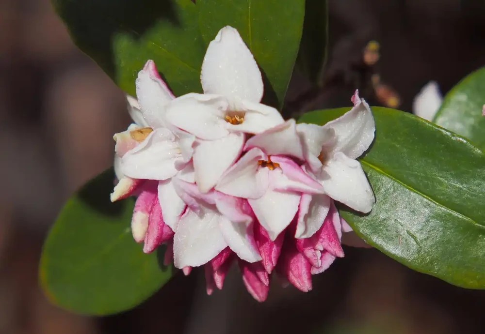 養瑞香花,做好「3件事」,枝繁葉茂開花滿盆!