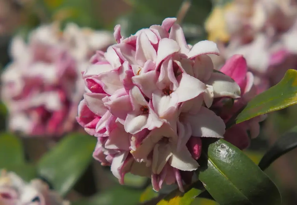 養瑞香花,做好「3件事」,枝繁葉茂開花滿盆!
