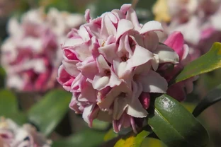 養瑞香花，做好「3件事」，枝繁葉茂開花滿盆！