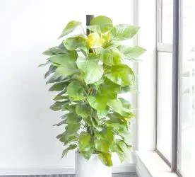 室內綠植推薦:如何透過植物提升家居幸福感