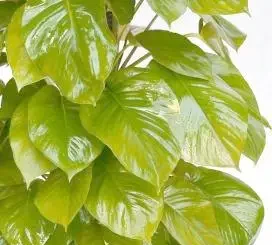室內綠植推薦:如何透過植物提升家居幸福感