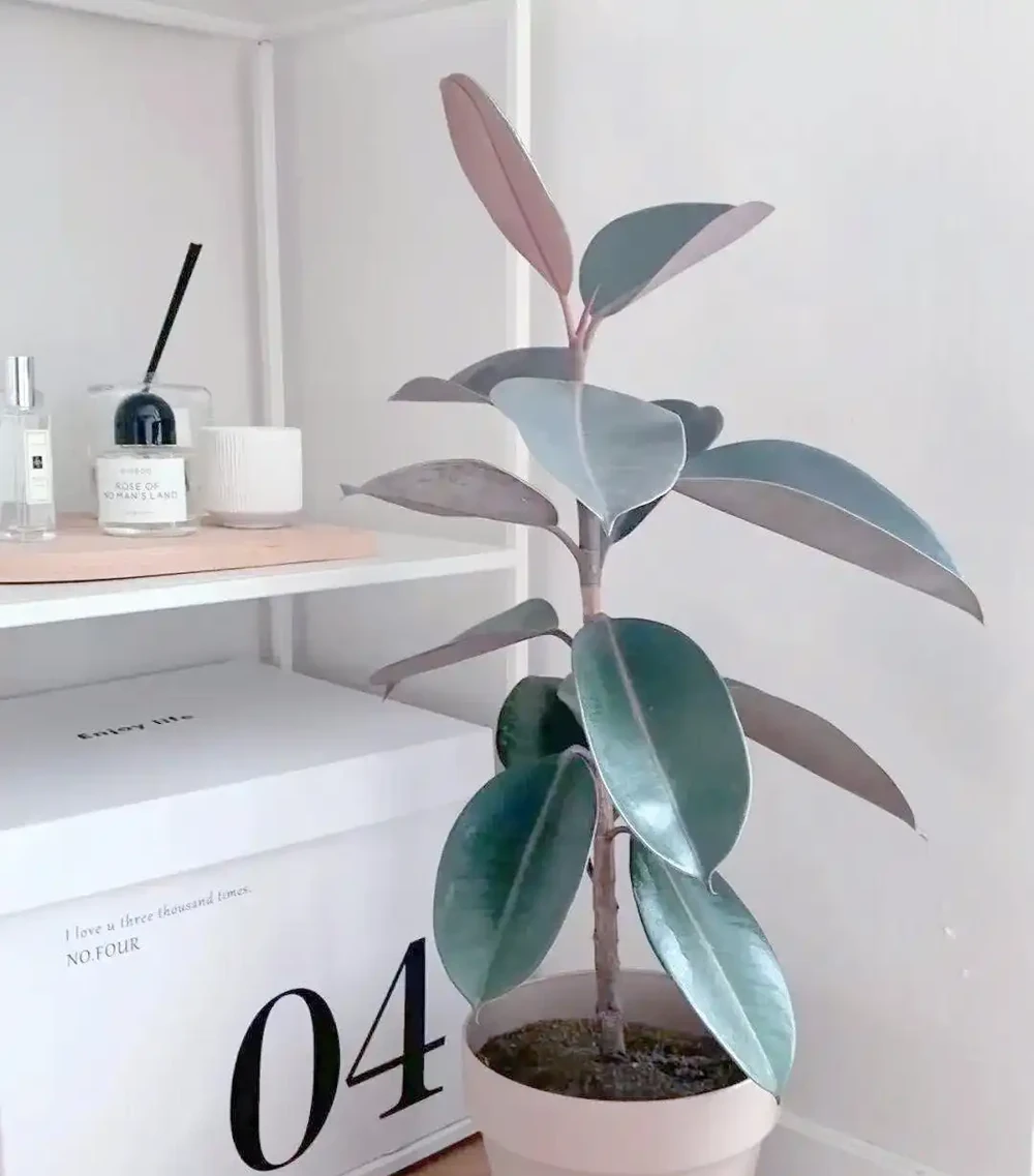 室內綠植推薦:如何透過植物提升家居幸福感