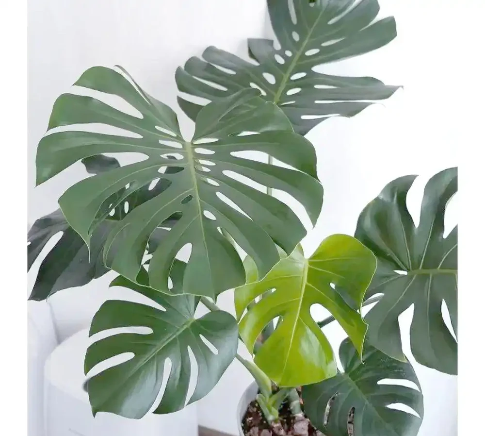室內綠植推薦:如何透過植物提升家居幸福感