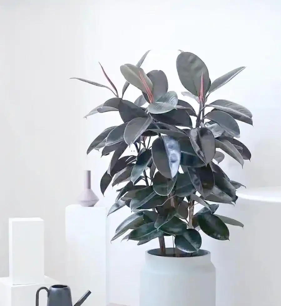 室內綠植推薦:如何透過植物提升家居幸福感