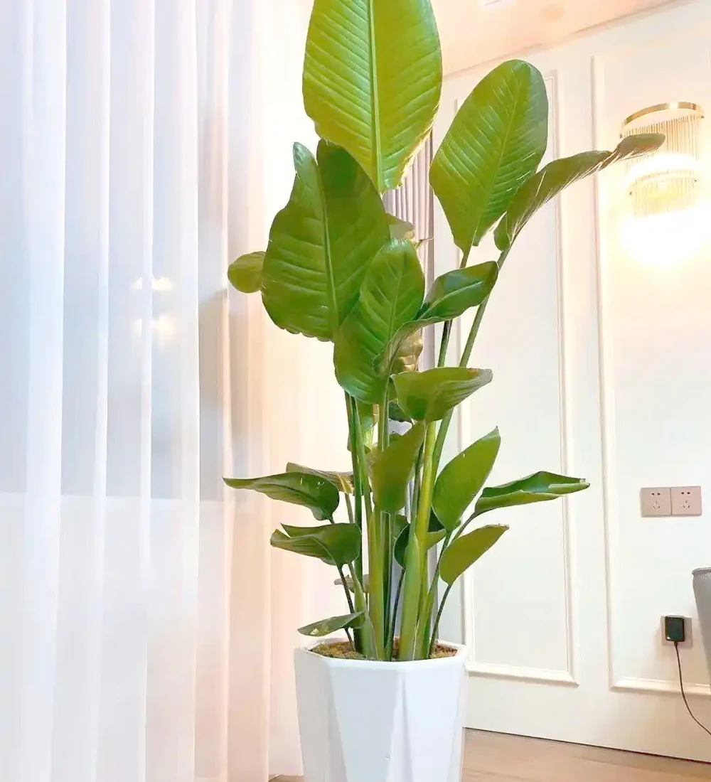 室內綠植推薦:如何透過植物提升家居幸福感