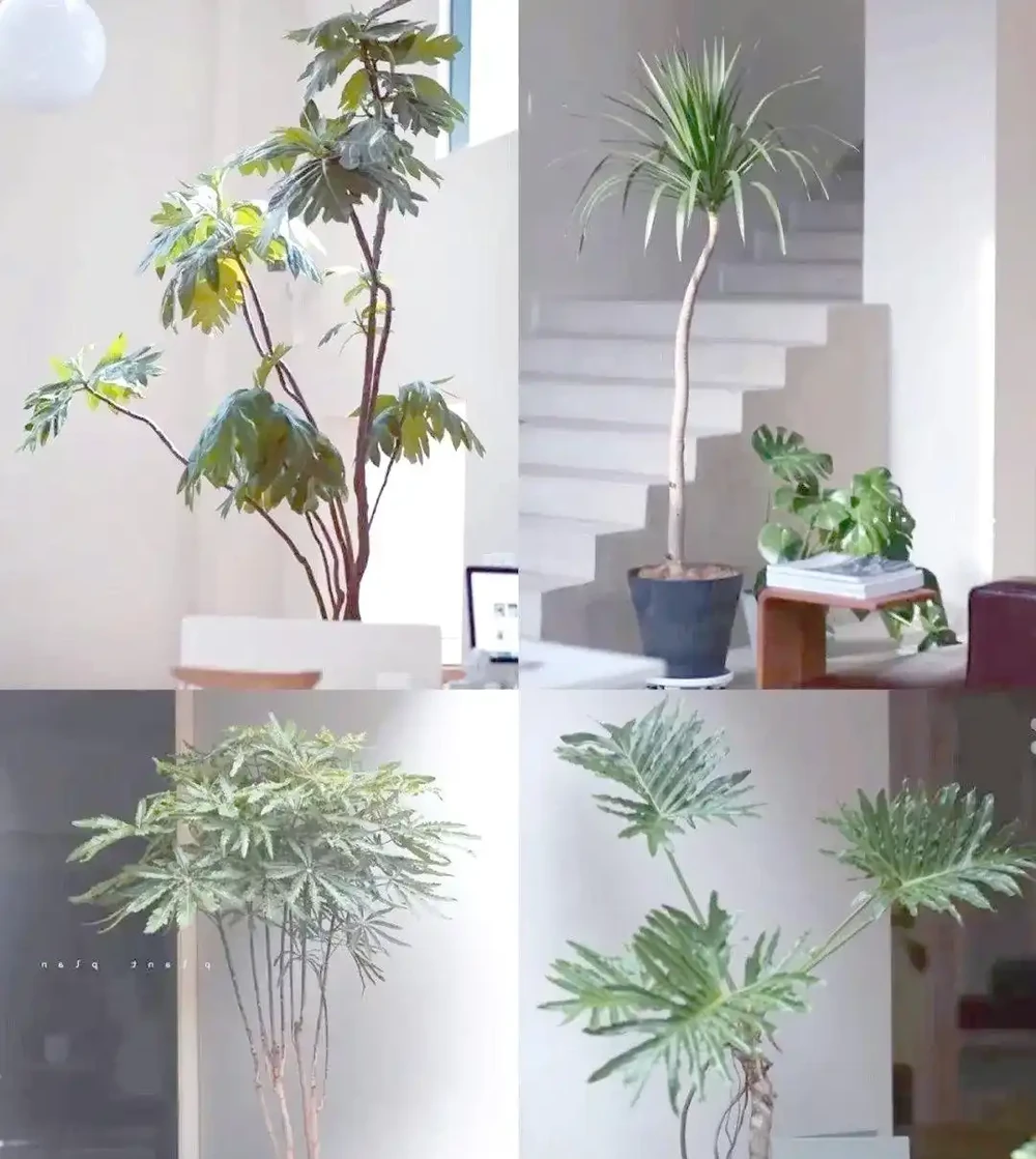 室內綠植推薦:如何透過植物提升家居幸福感