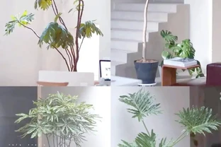 室內綠植推薦：如何透過植物提升家居幸福感