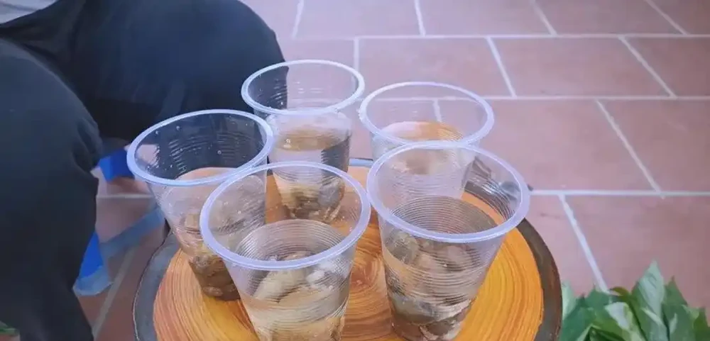 黃金葛的優雅魅力與養護技巧全解析