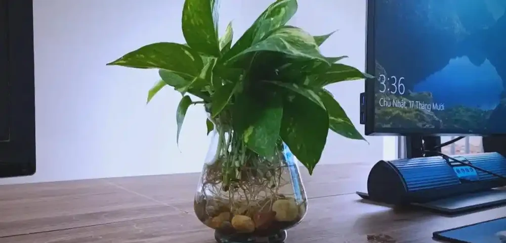 黃金葛的優雅魅力與養護技巧全解析