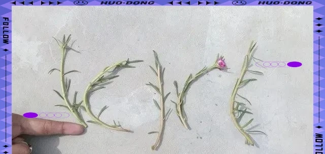 松葉牡丹的養護指南：從播種到開花全程揭秘