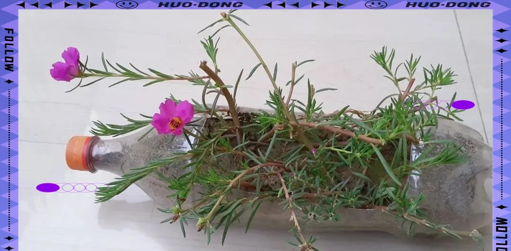 松葉牡丹的養護指南：從播種到開花全程揭秘