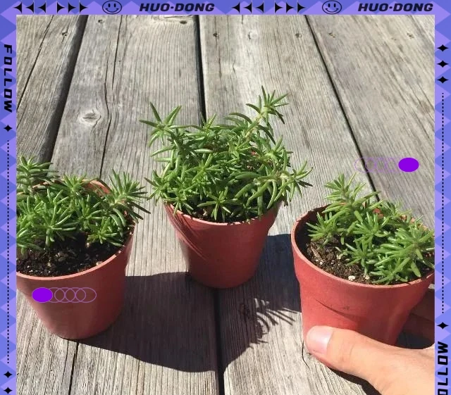 松葉牡丹的養護指南：從播種到開花全程揭秘