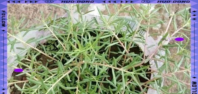 松葉牡丹的養護指南：從播種到開花全程揭秘