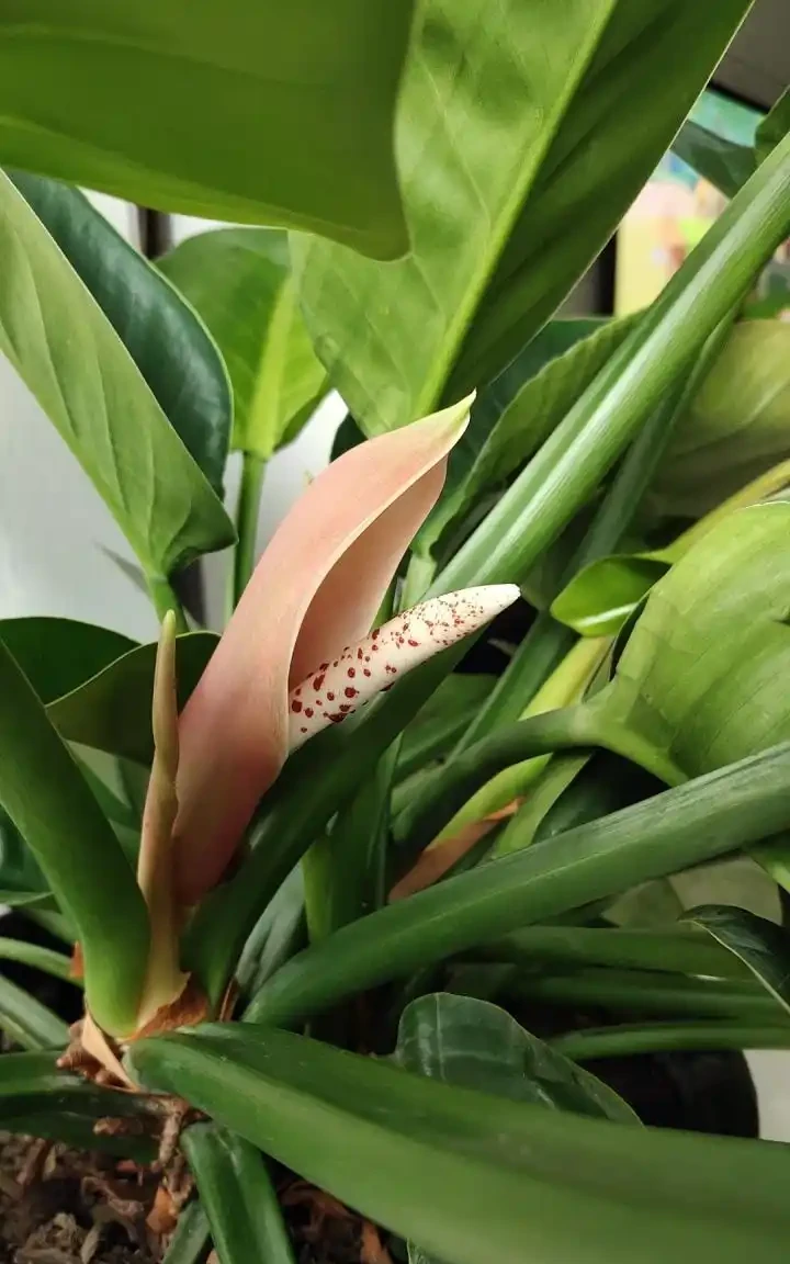 金鑽開花嗎養多大開花?金鑽開花有哪些條件與特點