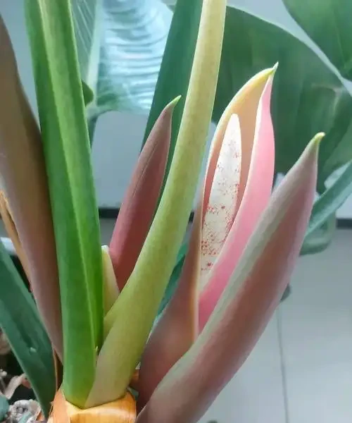 金鑽開花嗎養多大開花?金鑽開花有哪些條件與特點