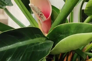 金鑽開花嗎養多大開花？金鑽開花有哪些條件與特點