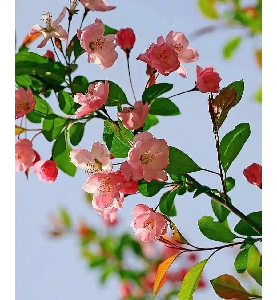 海棠花基地實拍