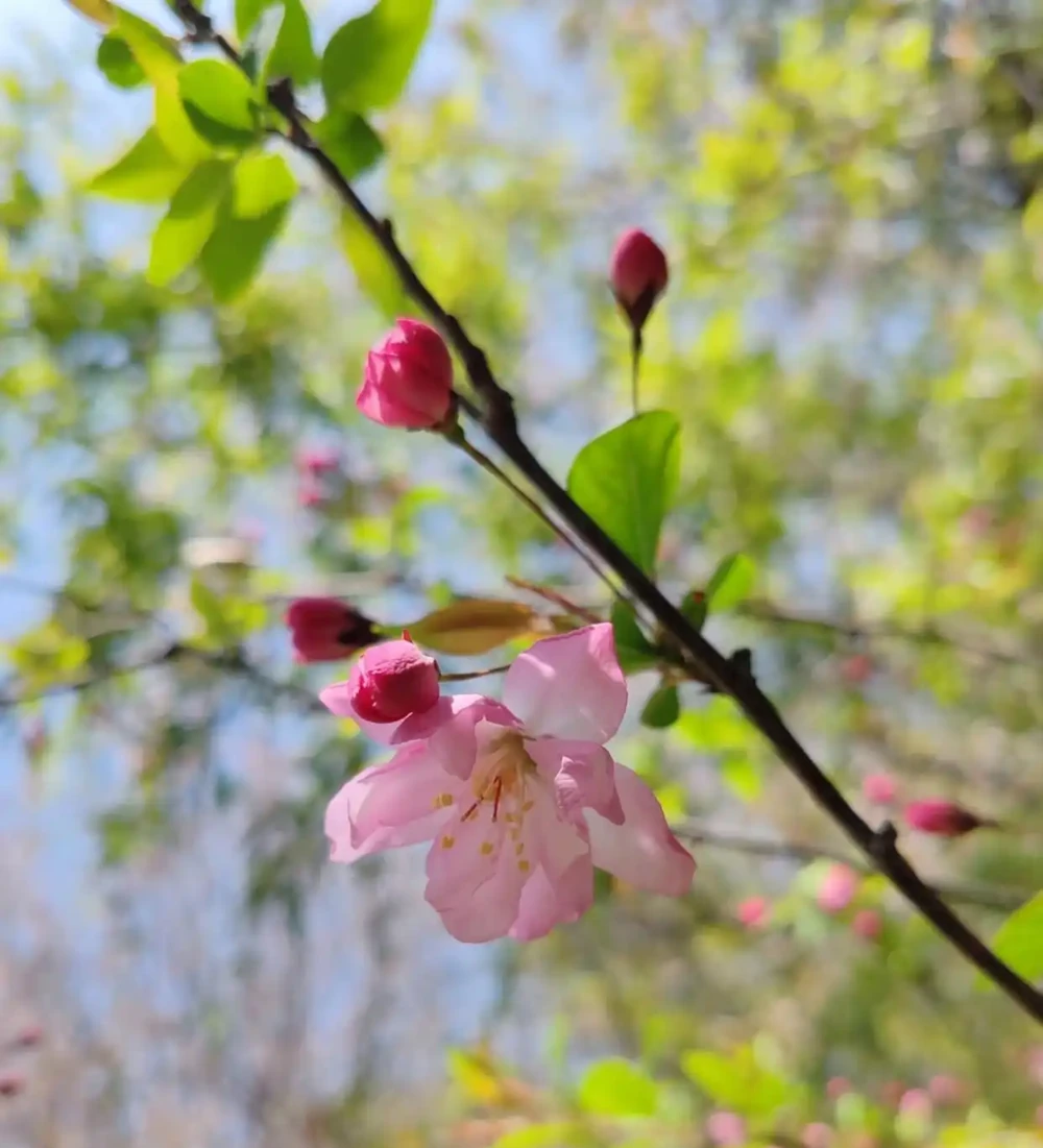 海棠花開了