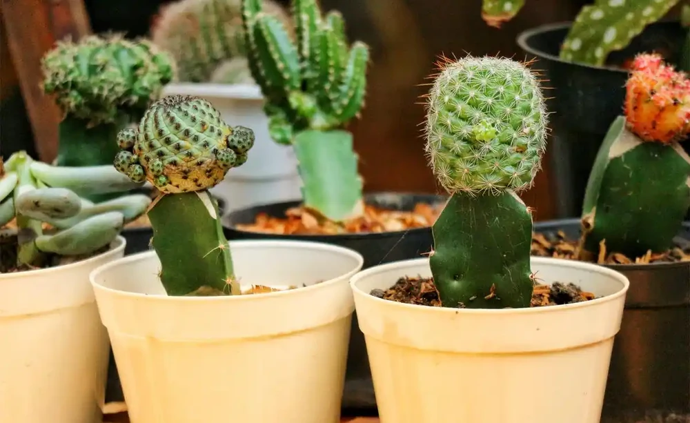 手把手教你移植仙人掌,新手也能輕鬆上手!