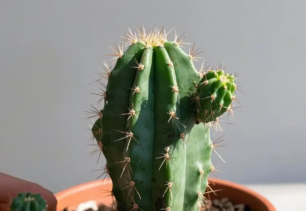 手把手教你移植仙人掌,新手也能輕鬆上手!