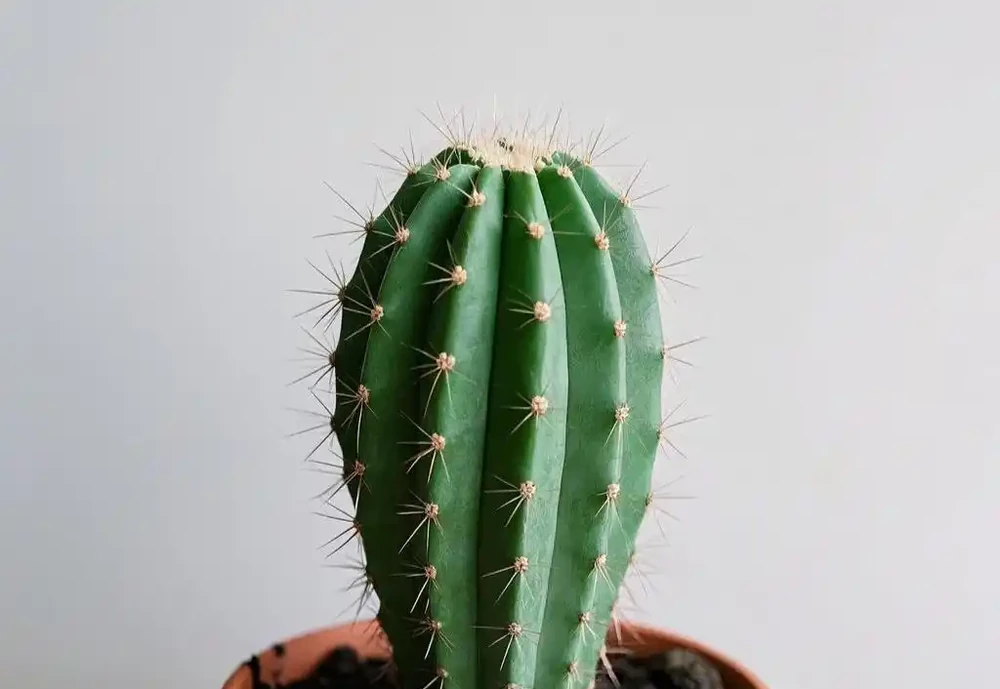 手把手教你移植仙人掌,新手也能輕鬆上手!