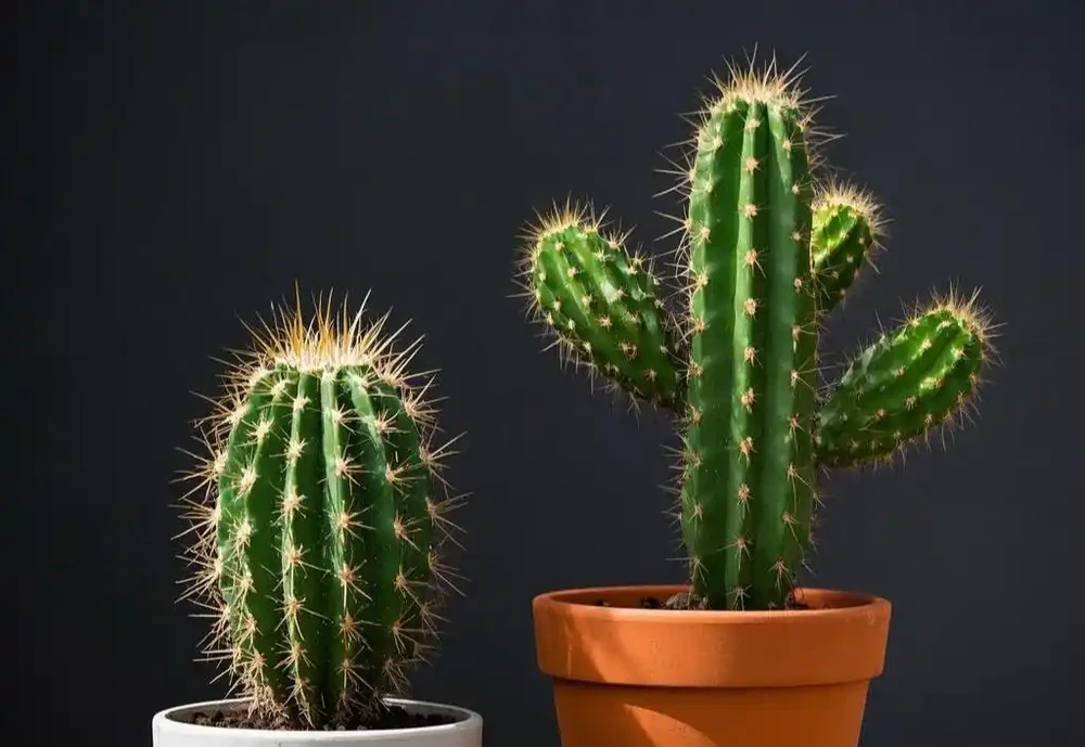 手把手教你移植仙人掌,新手也能輕鬆上手!