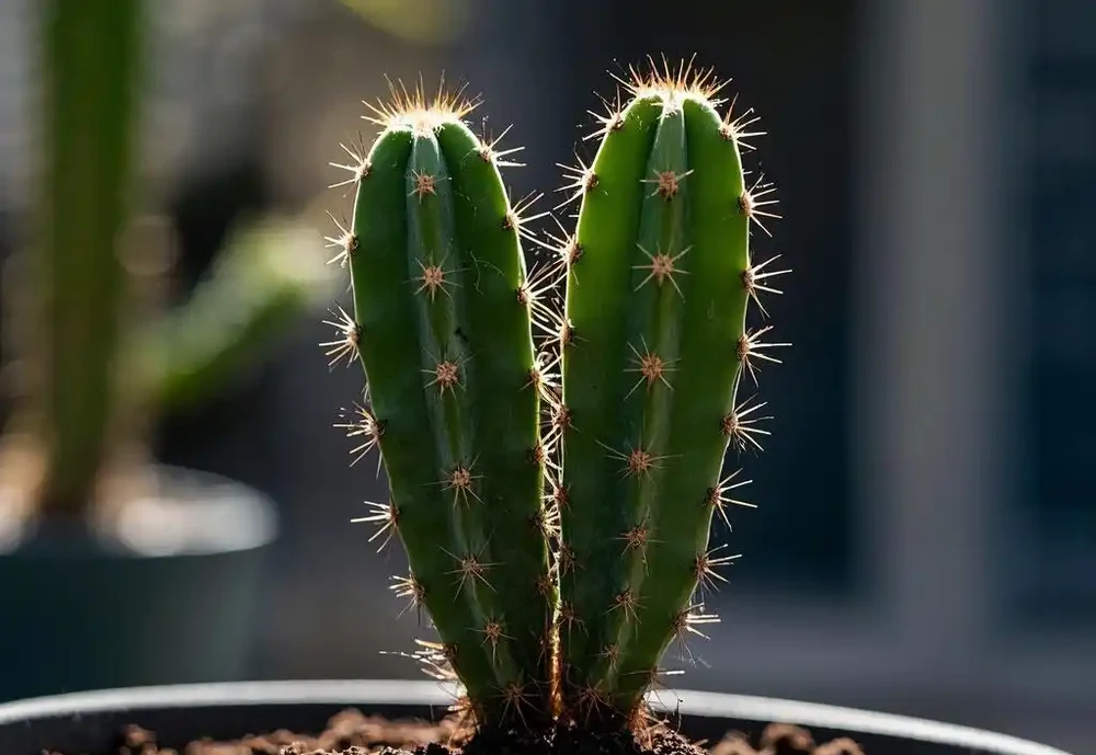 手把手教你移植仙人掌,新手也能輕鬆上手!