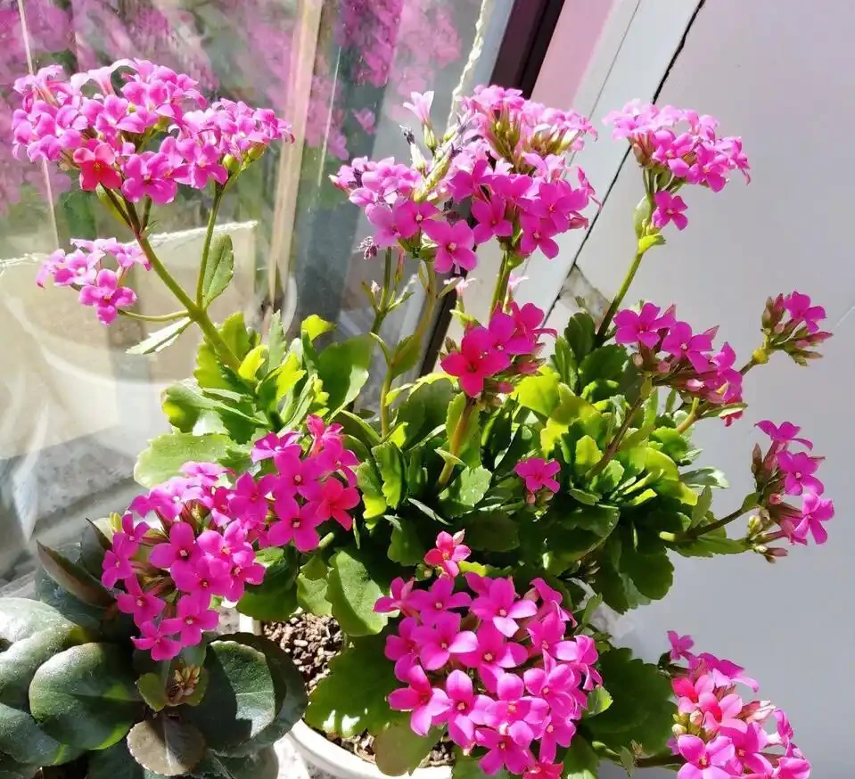 人養花，花亦養人！家居盆花12種，好養漂亮，寓意好，適合養家裡