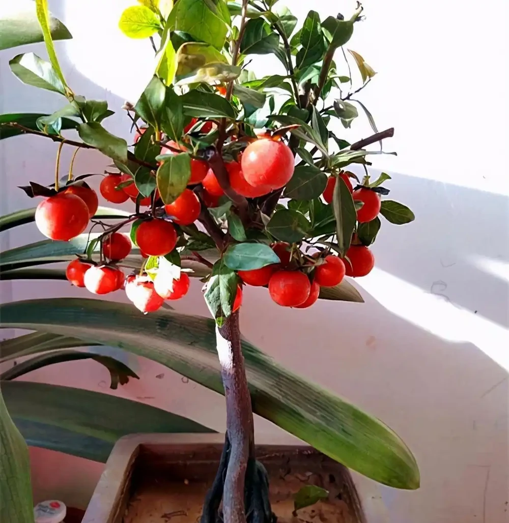 人養花，花亦養人！家居盆花12種，好養漂亮，寓意好，適合養家裡