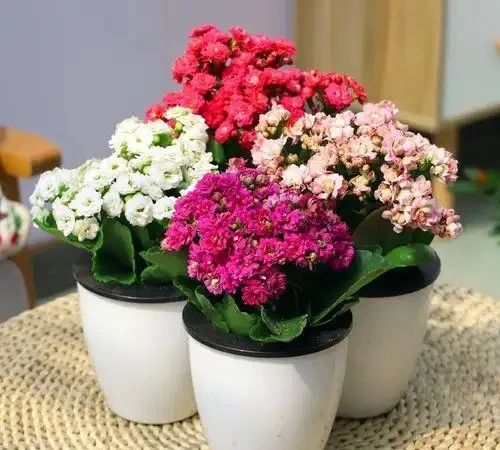 人養花，花亦養人！家居盆花12種，好養漂亮，寓意好，適合養家裡