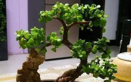 人養花，花亦養人！家居盆花12種，好養漂亮，寓意好，適合養家裡