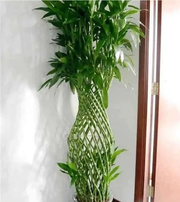 人養花，花亦養人！家居盆花12種，好養漂亮，寓意好，適合養家裡