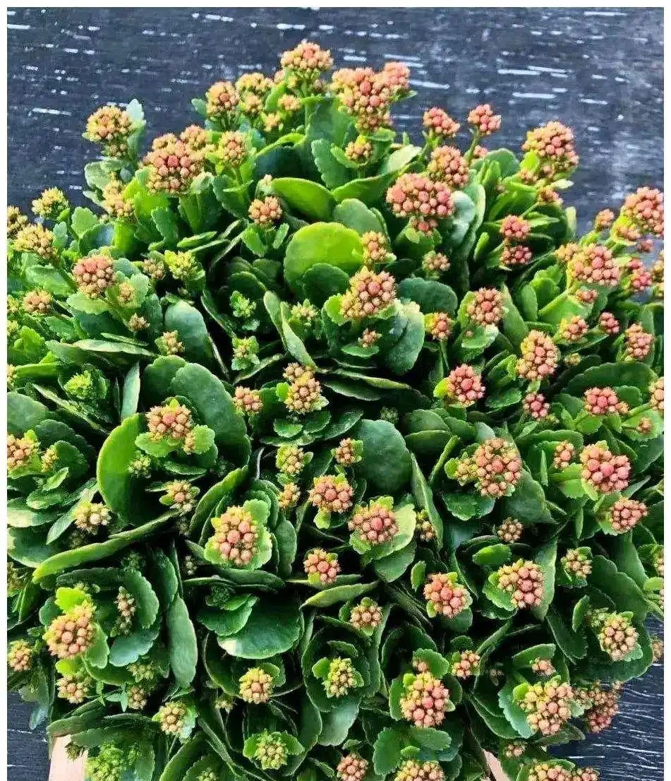 人養花，花亦養人！家居盆花12種，好養漂亮，寓意好，適合養家裡