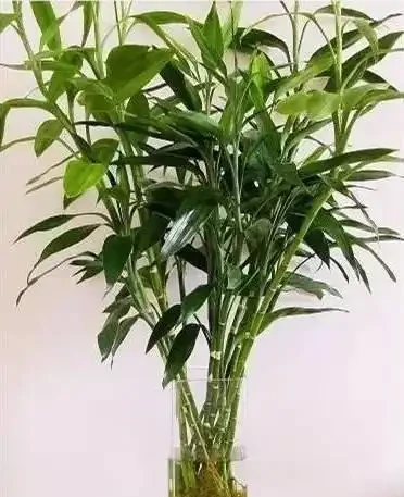 人養花，花亦養人！家居盆花12種，好養漂亮，寓意好，適合養家裡