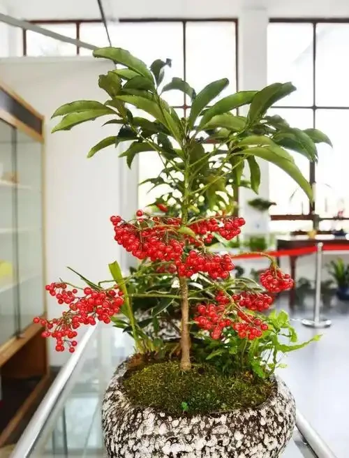 人養花，花亦養人！家居盆花12種，好養漂亮，寓意好，適合養家裡
