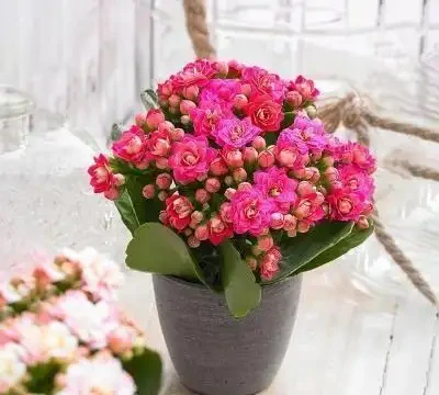 人養花，花亦養人！家居盆花12種，好養漂亮，寓意好，適合養家裡