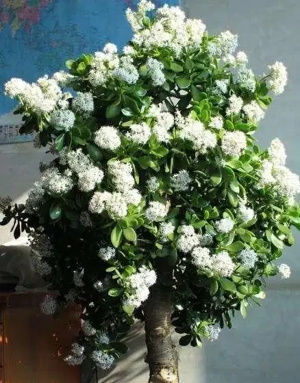 人養花，花亦養人！家居盆花12種，好養漂亮，寓意好，適合養家裡