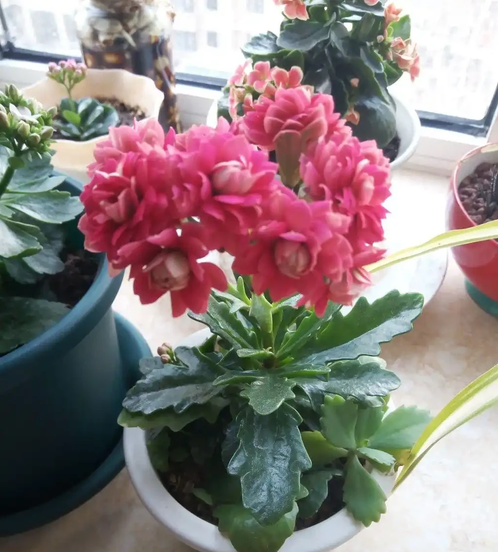人養花，花亦養人！家居盆花12種，好養漂亮，寓意好，適合養家裡