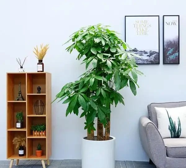 人養花，花亦養人！家居盆花12種，好養漂亮，寓意好，適合養家裡