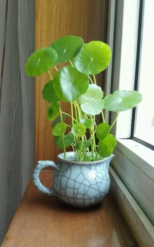 人養花，花亦養人！家居盆花12種，好養漂亮，寓意好，適合養家裡