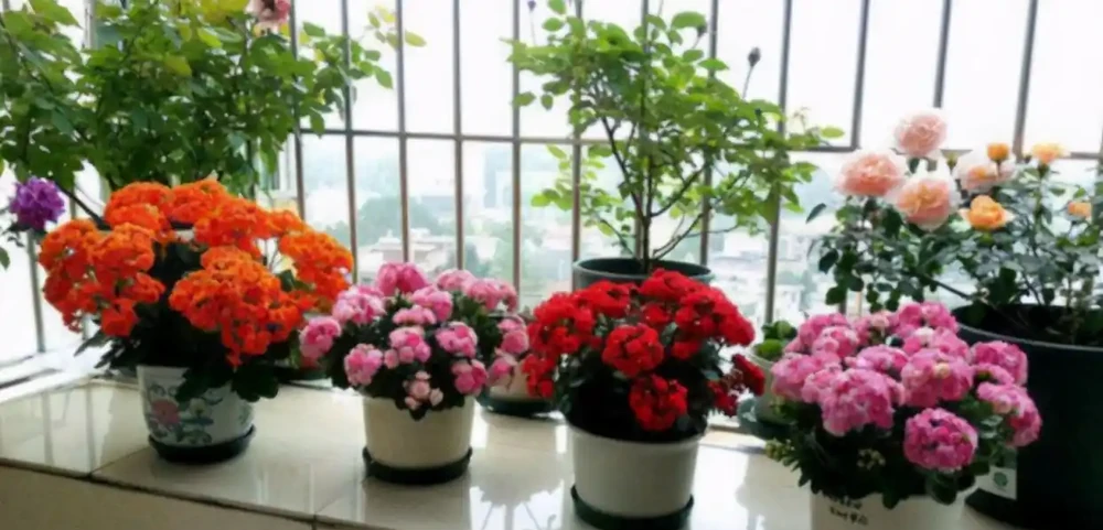 人養花，花亦養人！家居盆花12種，好養漂亮，寓意好，適合養家裡