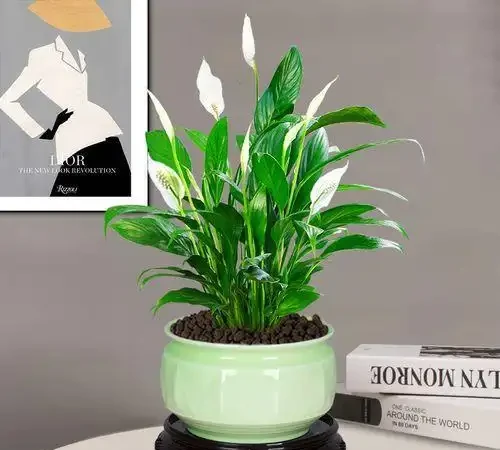 人養花，花亦養人！家居盆花12種，好養漂亮，寓意好，適合養家裡
