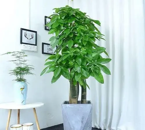 人養花，花亦養人！家居盆花12種，好養漂亮，寓意好，適合養家裡