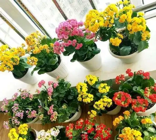 人養花，花亦養人！家居盆花12種，好養漂亮，寓意好，適合養家裡