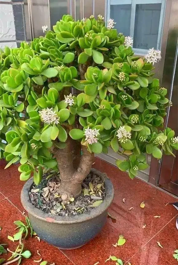 人養花，花亦養人！家居盆花12種，好養漂亮，寓意好，適合養家裡