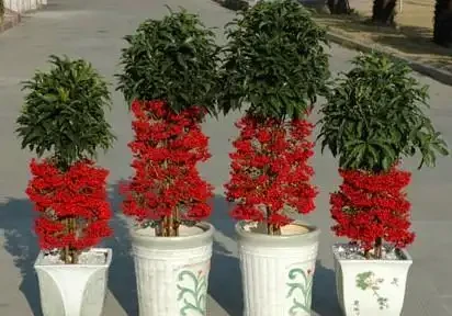 人養花，花亦養人！家居盆花12種，好養漂亮，寓意好，適合養家裡