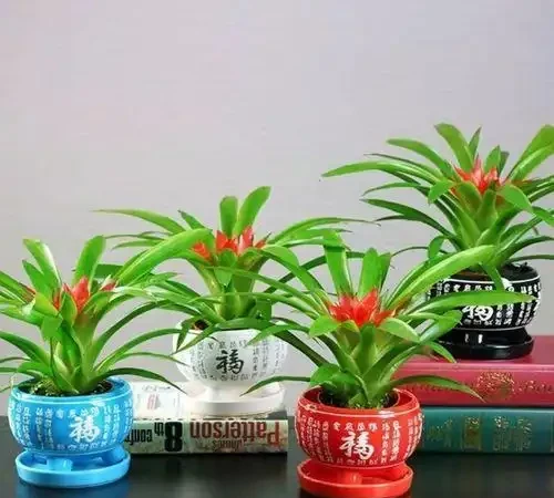 人養花，花亦養人！家居盆花12種，好養漂亮，寓意好，適合養家裡