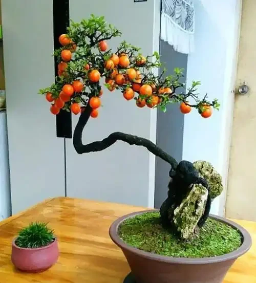 人養花，花亦養人！家居盆花12種，好養漂亮，寓意好，適合養家裡
