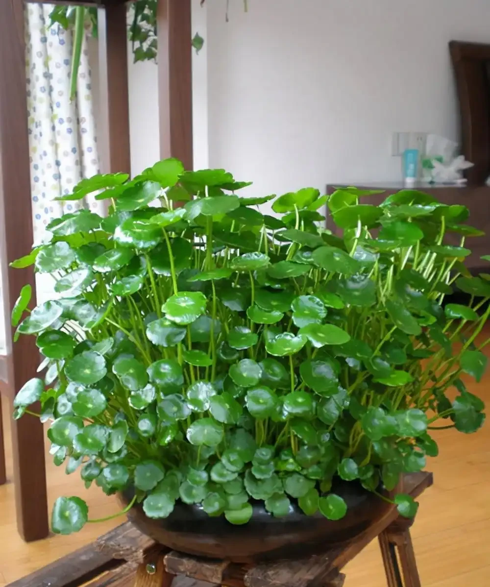 人養花，花亦養人！家居盆花12種，好養漂亮，寓意好，適合養家裡